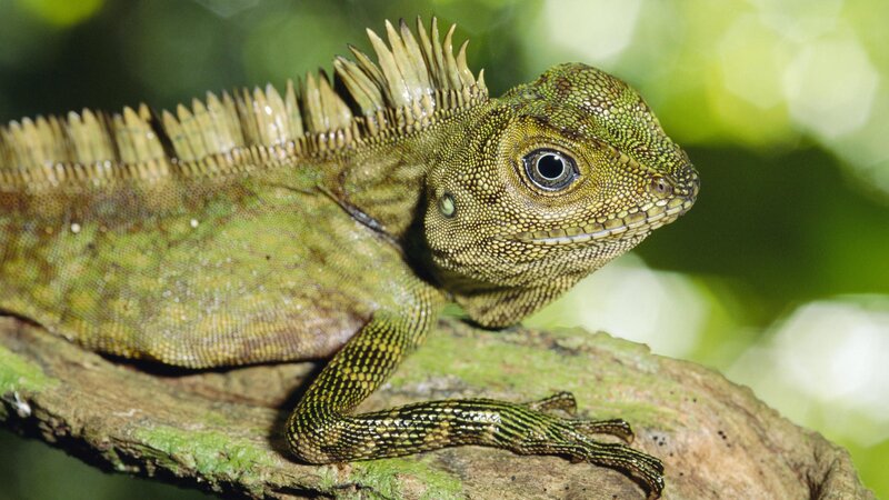 Green lizard on a branch