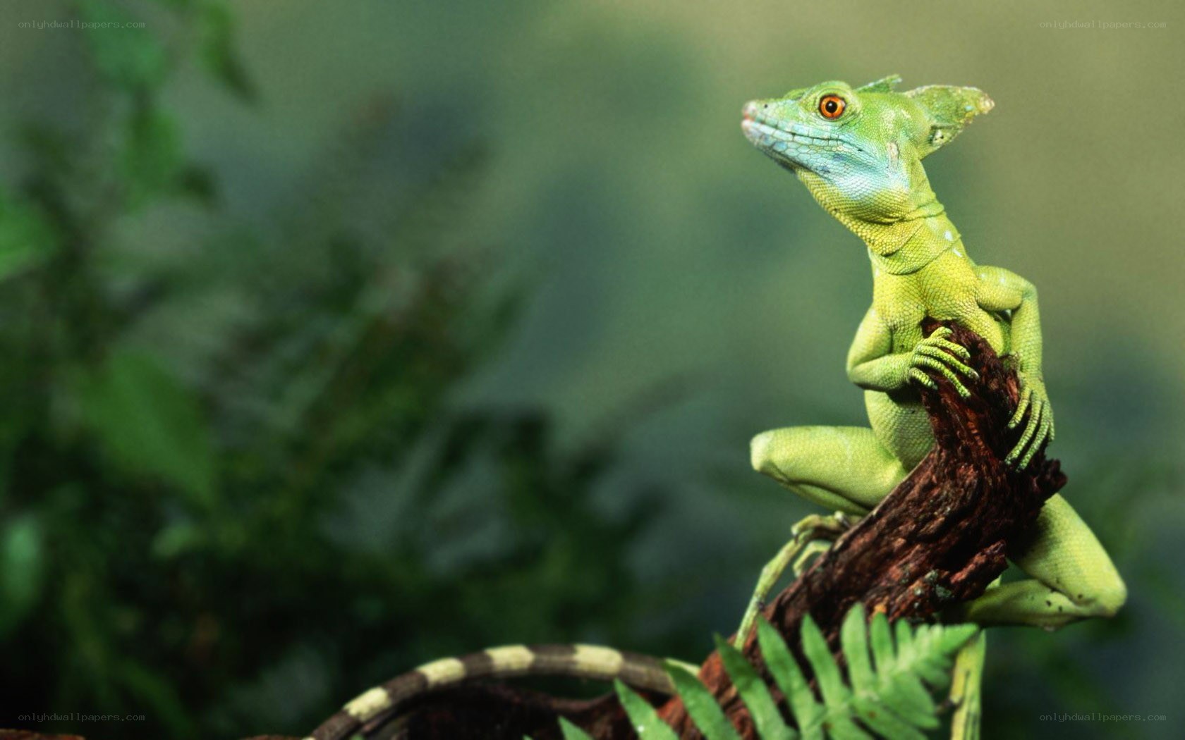 Green lizard on a branch