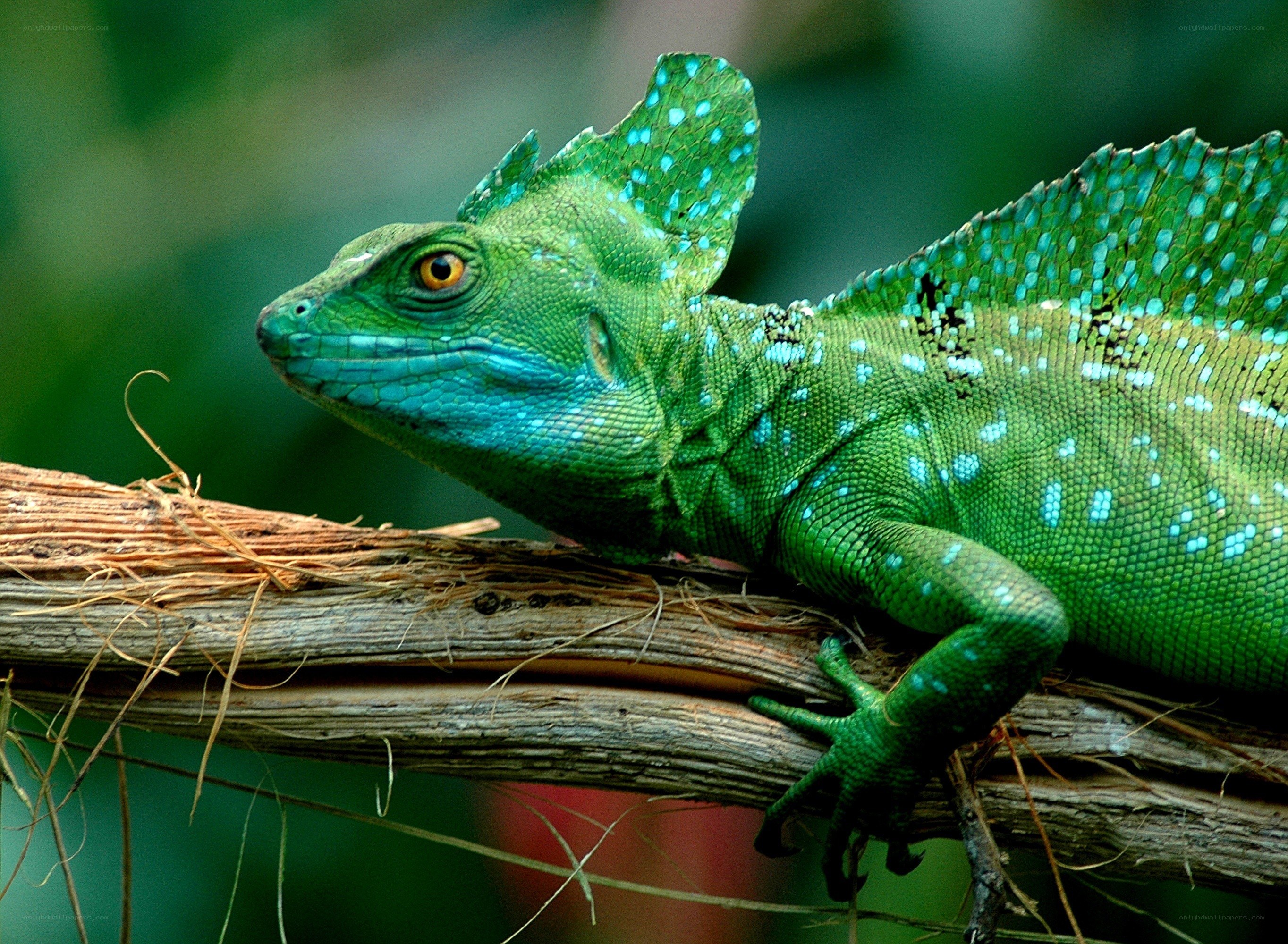 green lizard on a branch