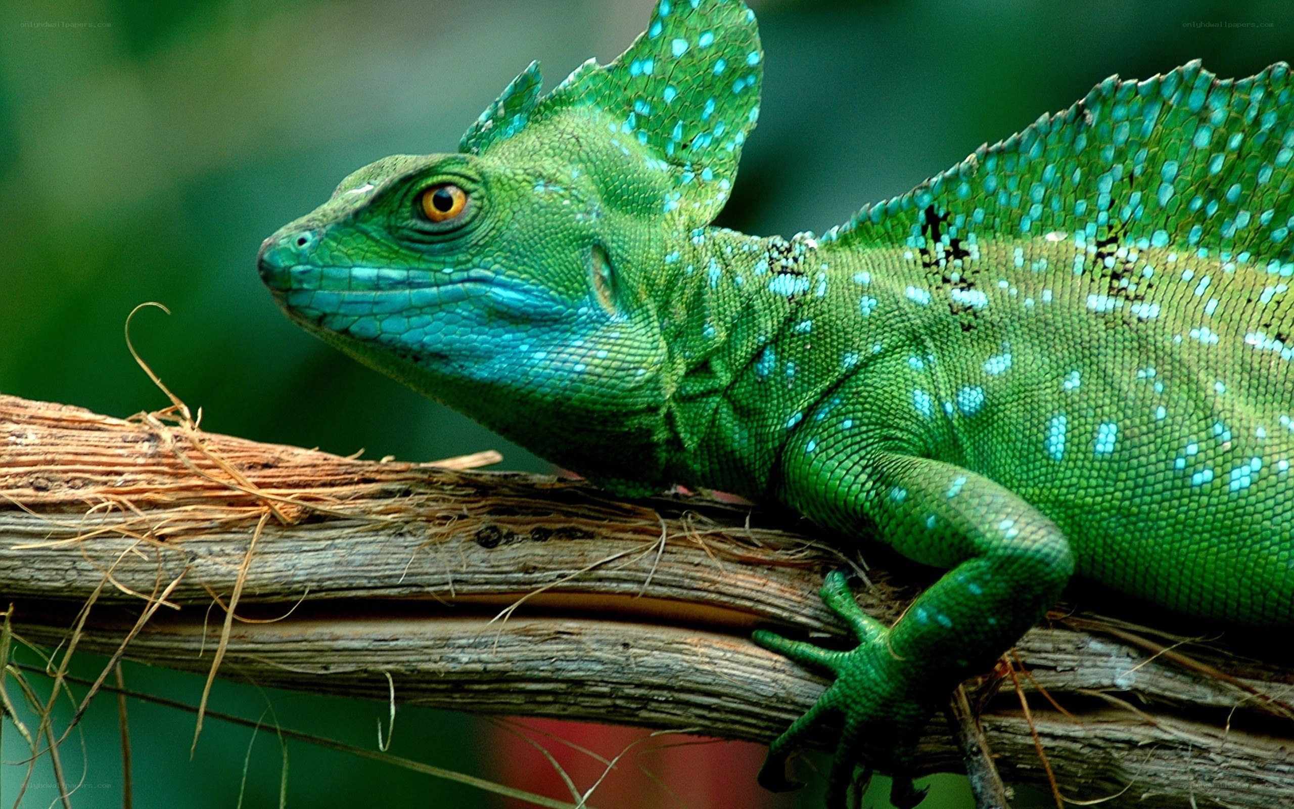 green lizard on a branch