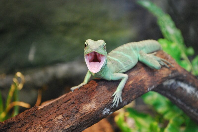 green lizard on a branch