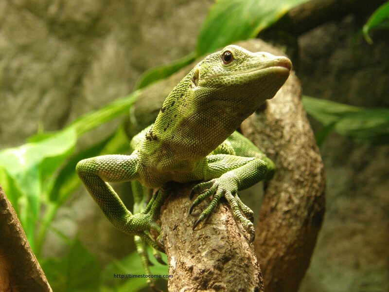 green lizard on a branch