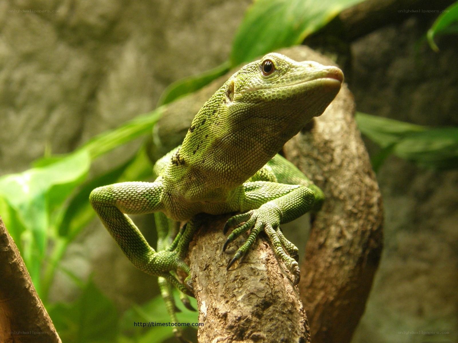 green lizard on a branch