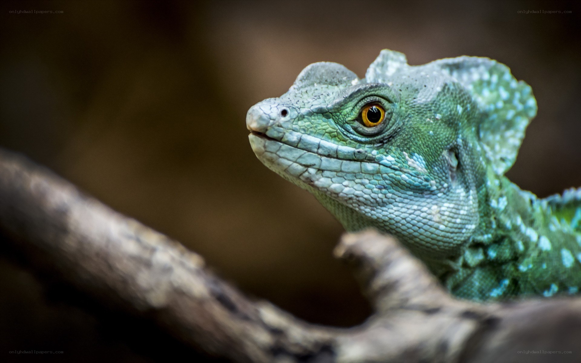green lizard on a branch