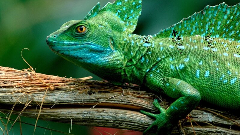green lizard on a branch