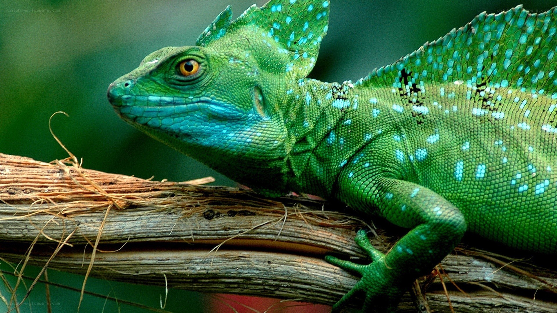 green lizard on a branch