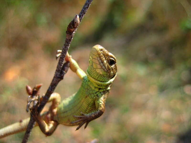 green lizard on a branch