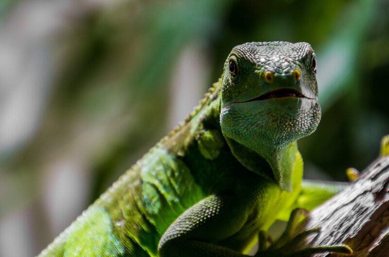 green lizard on a branch