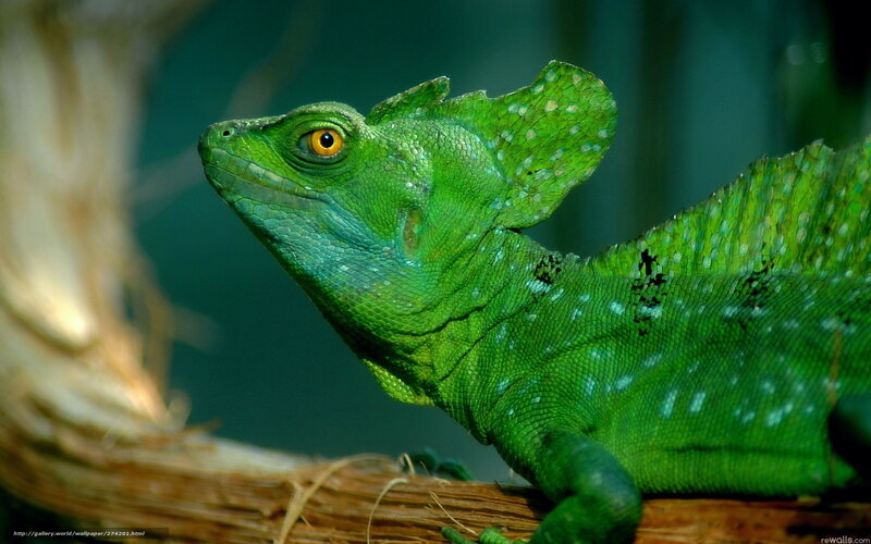 green lizard on a branch