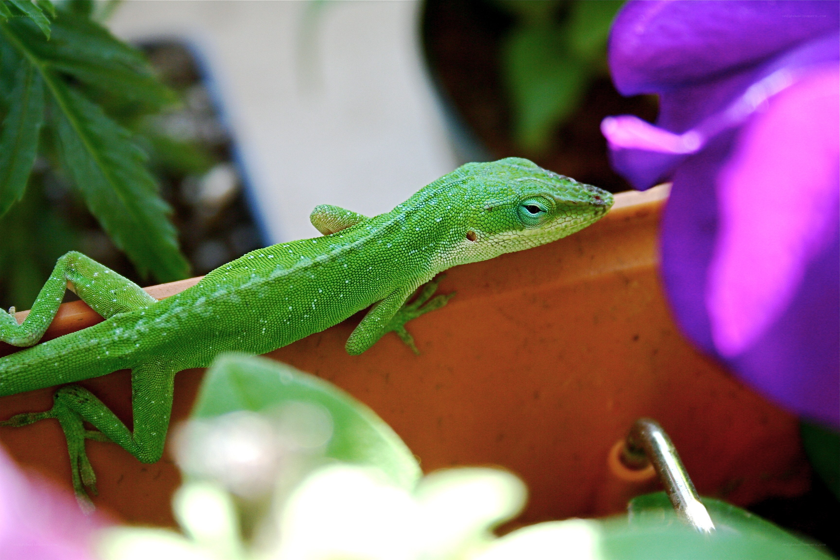 Green lizard on a flowerpot