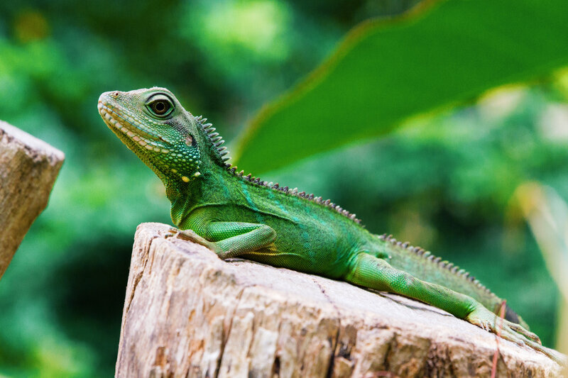 green lizard on a log