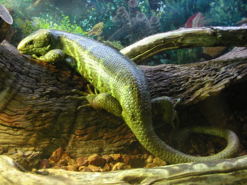 Green lizard on a log