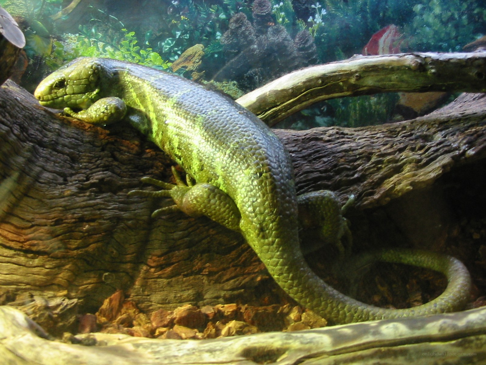 Green lizard on a log