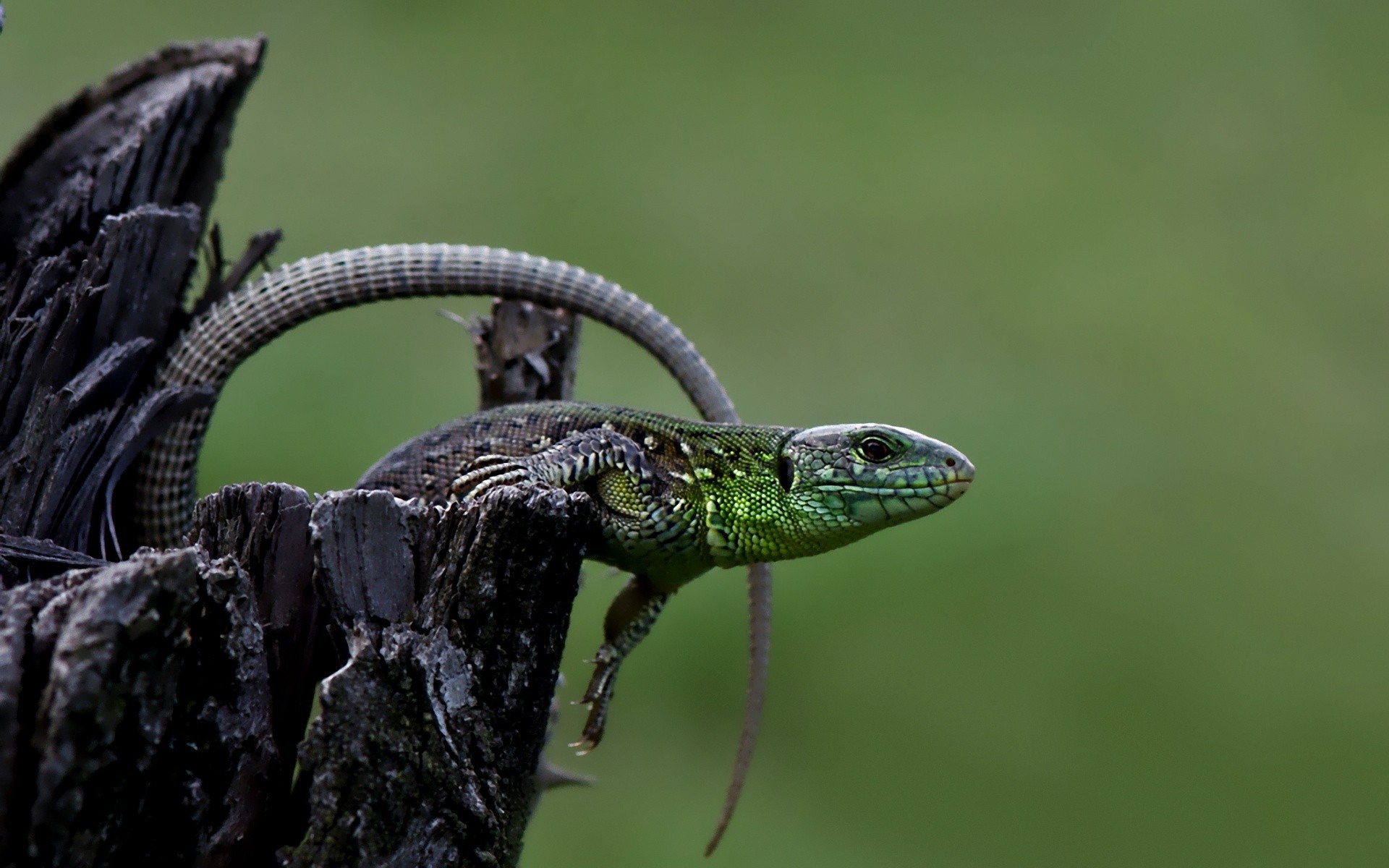 Green lizard on a log