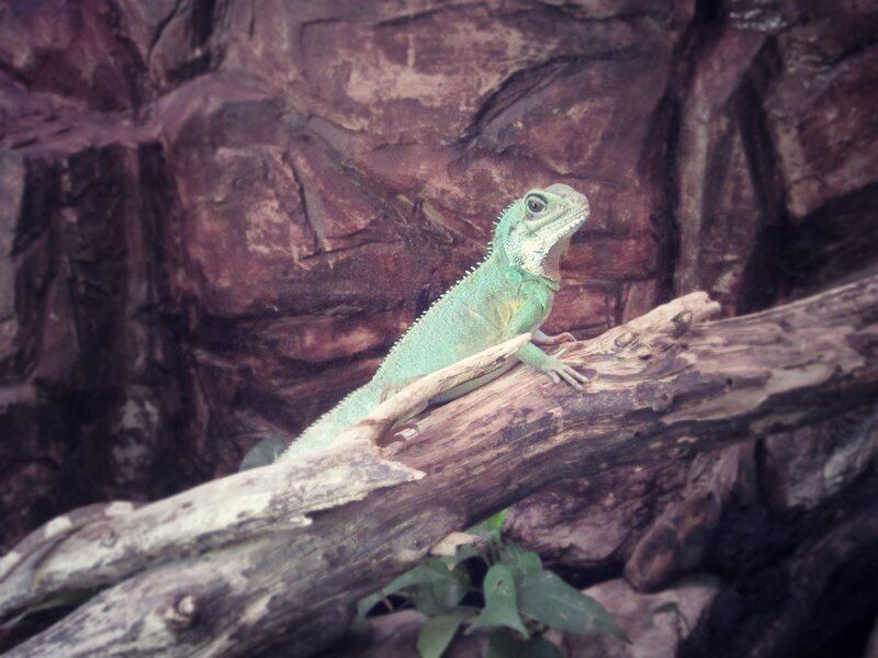 green lizard on a log