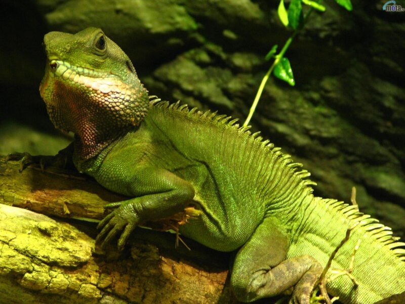 green lizard on a log