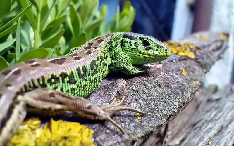green lizard on a log
