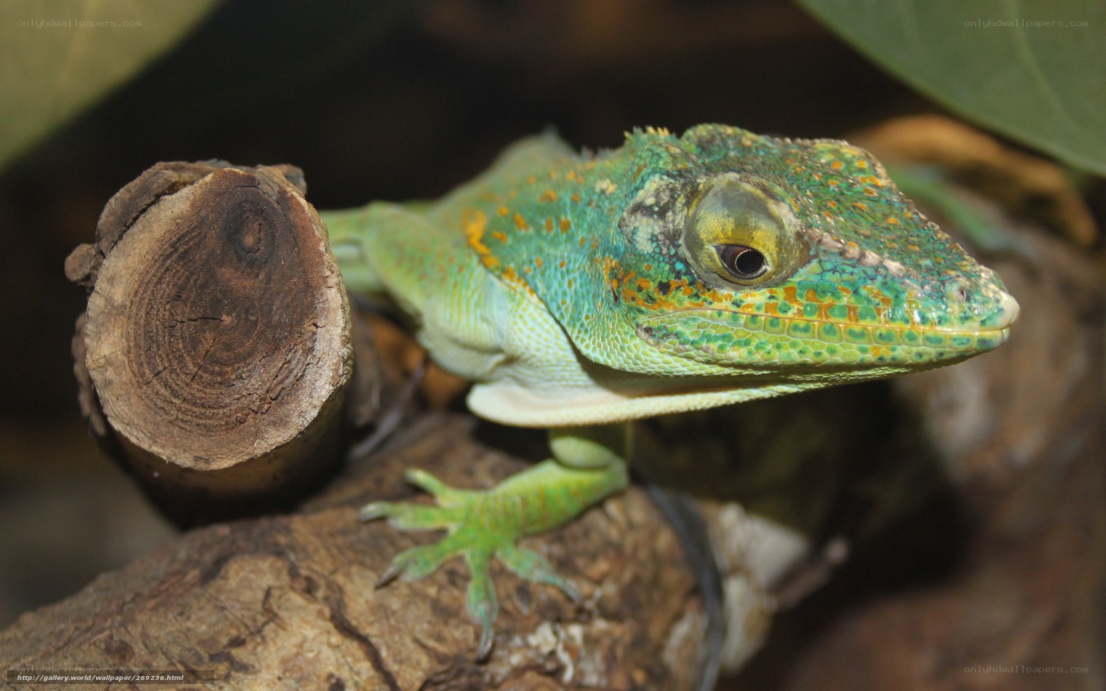 Green lizard on a log