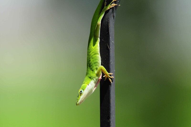 green lizard on a pole