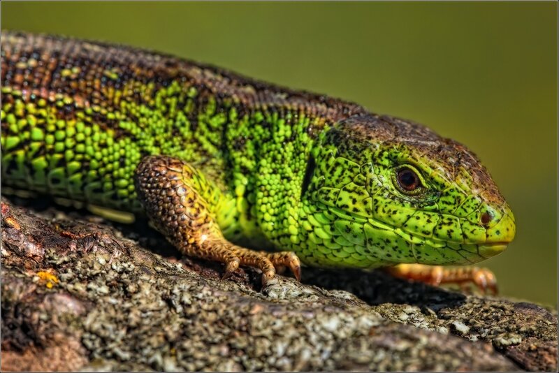 green lizard on a rock