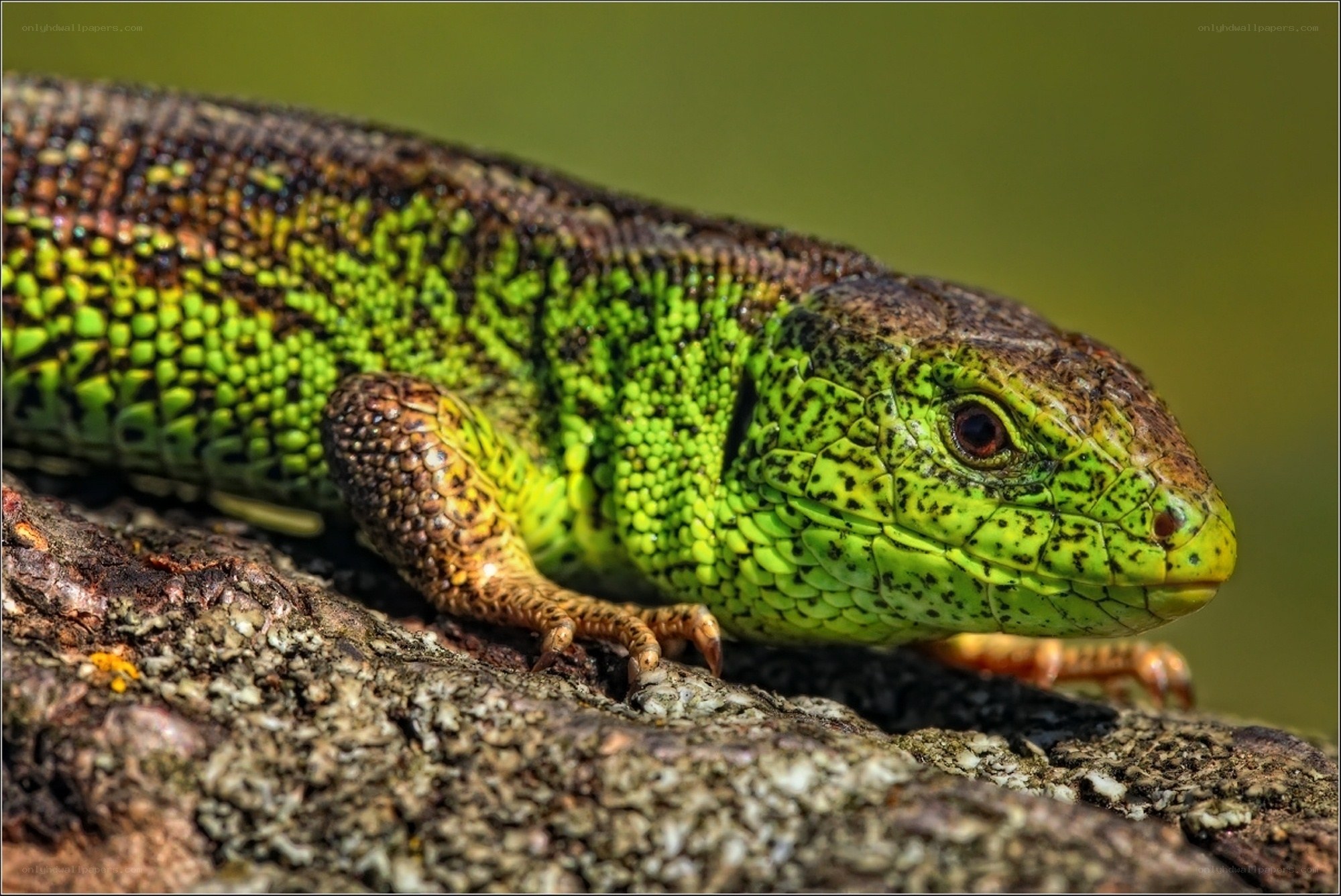 green lizard on a rock