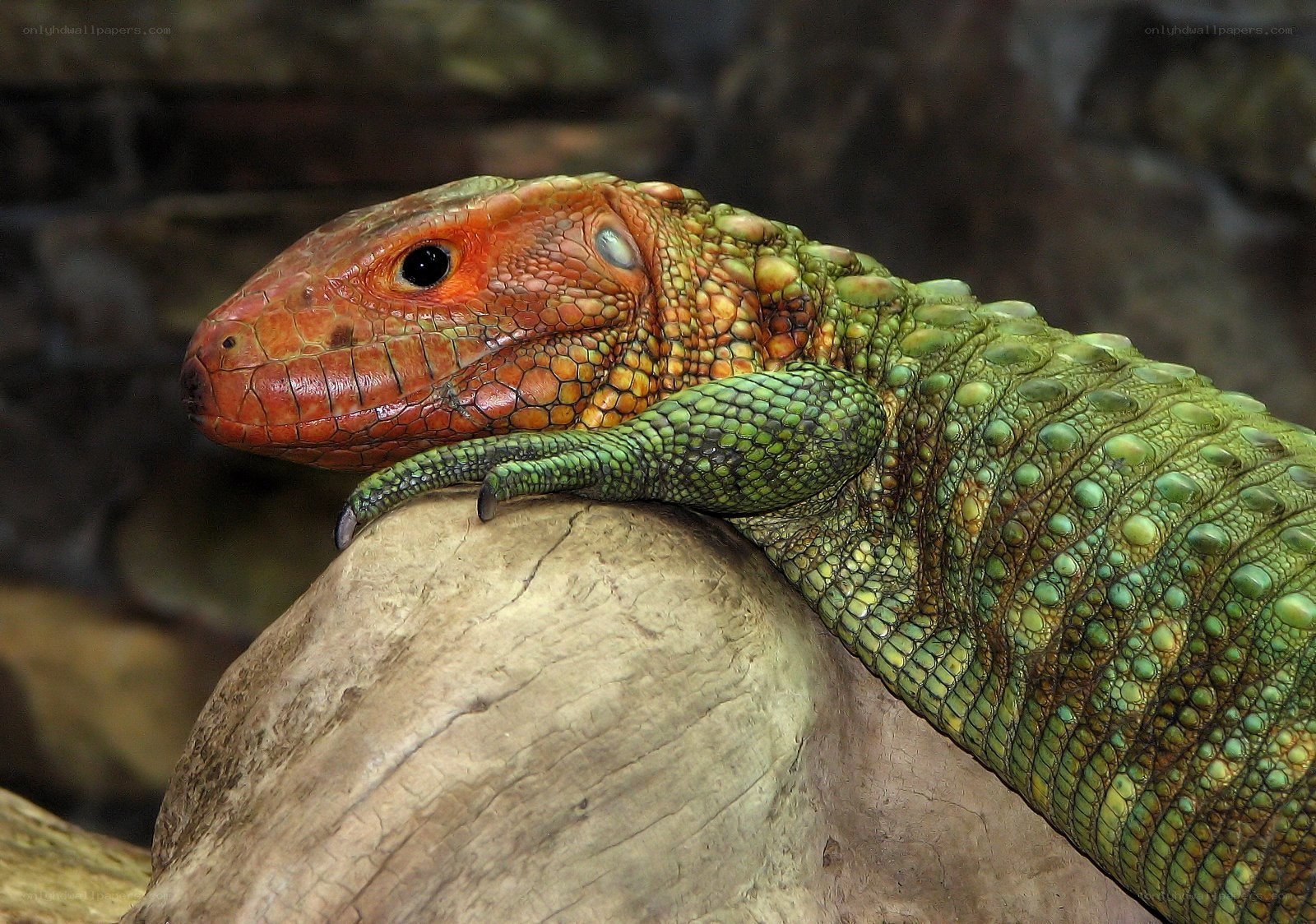 green lizard on a rock