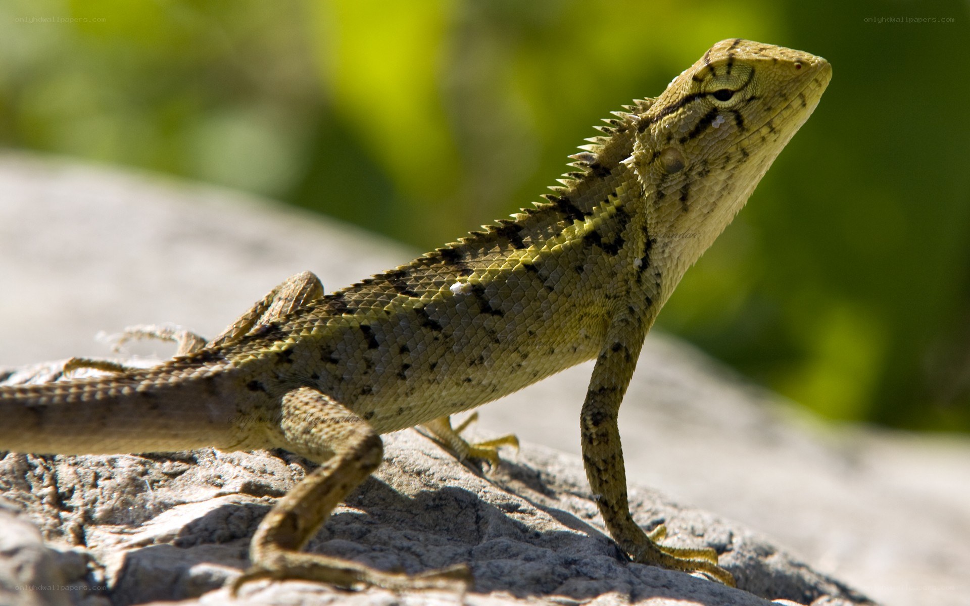 green lizard on a rock