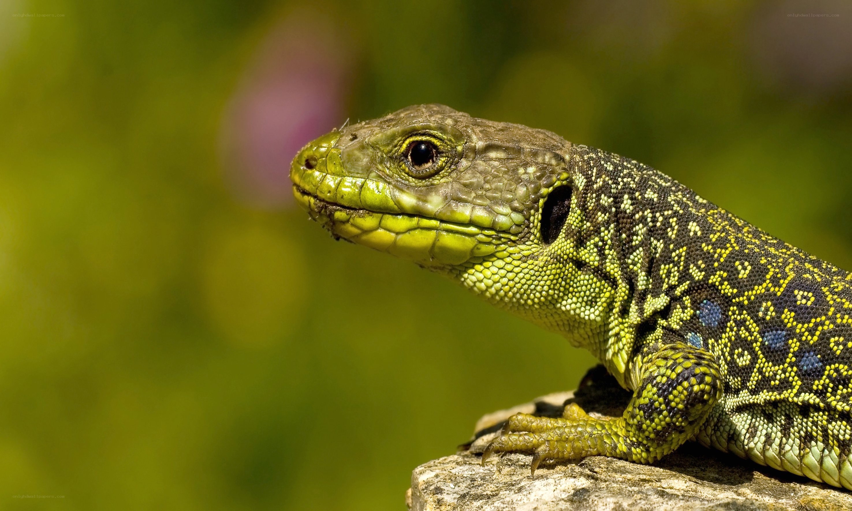 green lizard on a rock