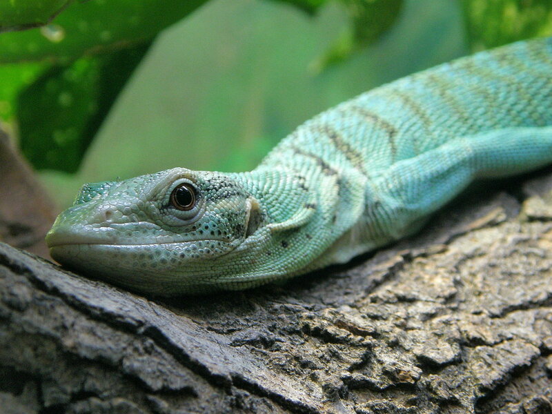 green lizard on a tree branch
