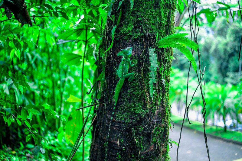 Green lizard on a tree