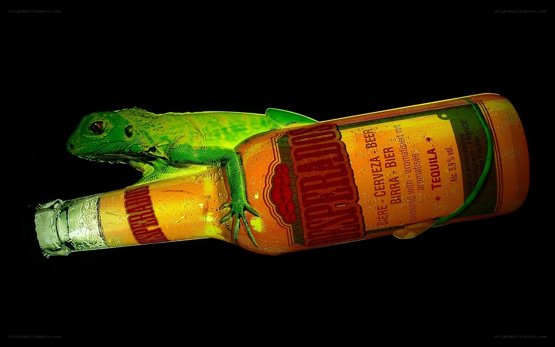 Green lizard on beer bottle