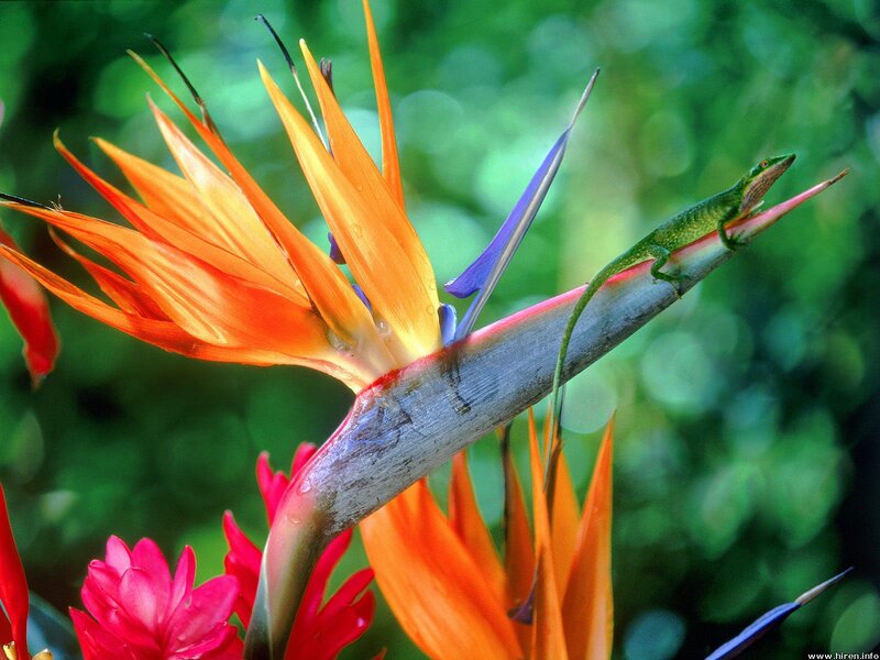 Green Lizard on Bird of Paradise