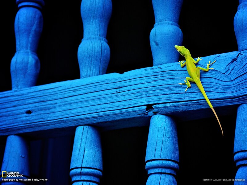 Green lizard on blue railing