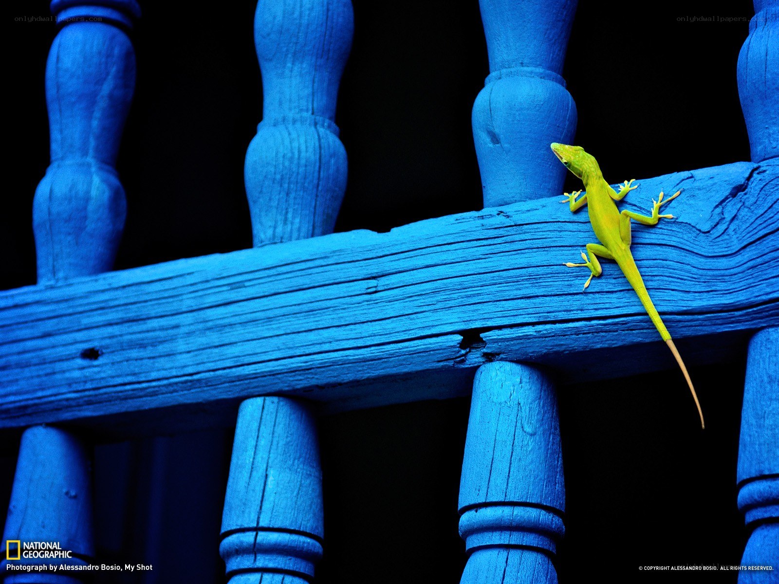 Green lizard on blue railing