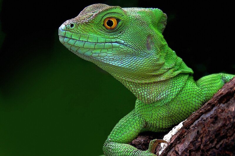 Green Lizard on Branch — Alert