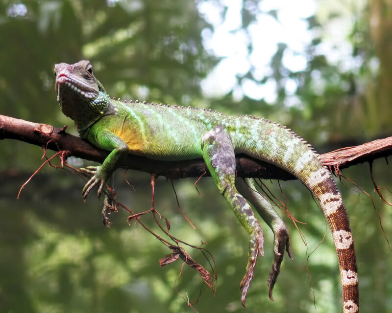 Green Lizard on Branch — Calm, Afternoon, Photograph, Roots