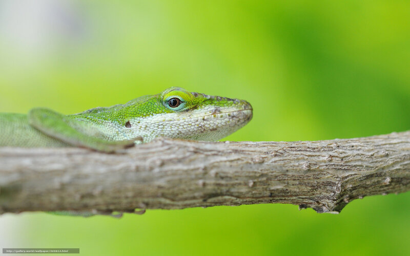 Green Lizard on Branch — Calm, Photograph, Eye