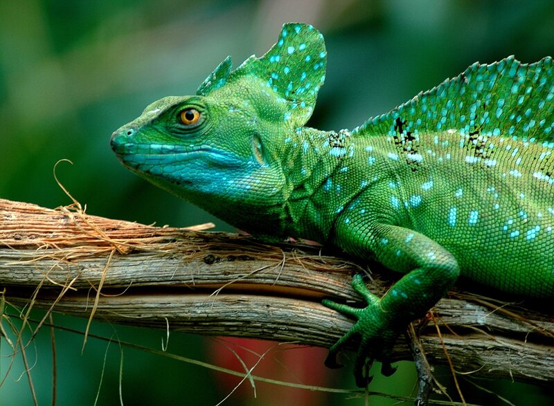 Green Lizard on Branch — Calm, Photograph, Forest