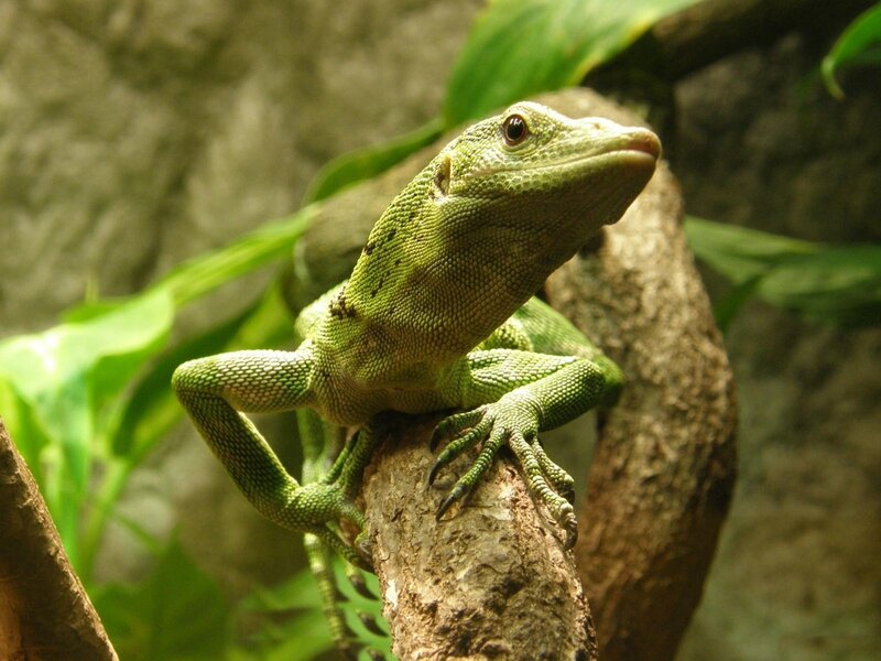 Green Lizard on Branch — Calm, Photograph, Leaves