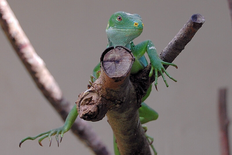 Green Lizard on Branch — Calm, Photograph