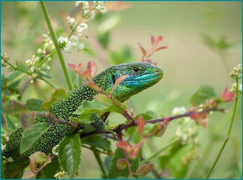 Green Lizard on Branch — Calm, Spring