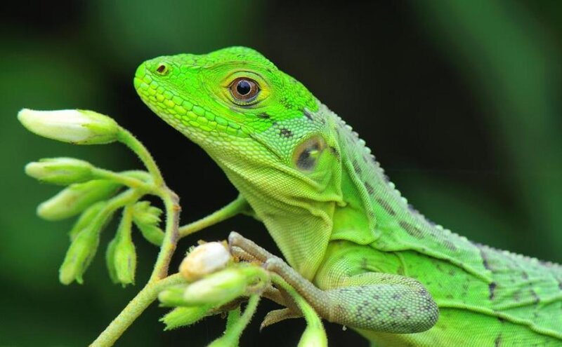 Green Lizard on Branch — Calm
