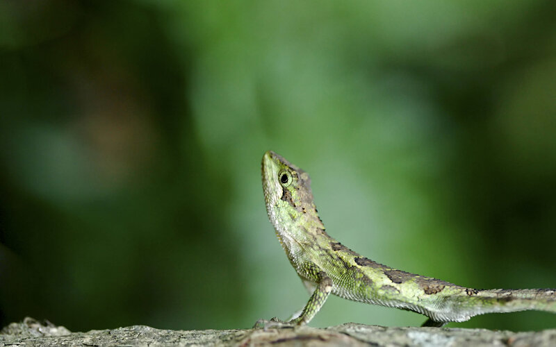 Green Lizard on Branch — Forest