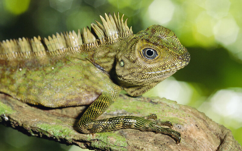 Green Lizard on Branch — Natural, Afternoon, Photograph, Forest