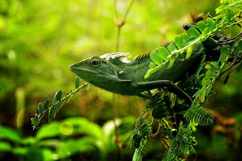 Green Lizard on Branch — Natural, Afternoon
