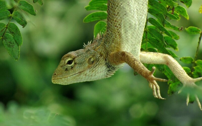 Green Lizard on Branch — Natural, Photograph, Leaves