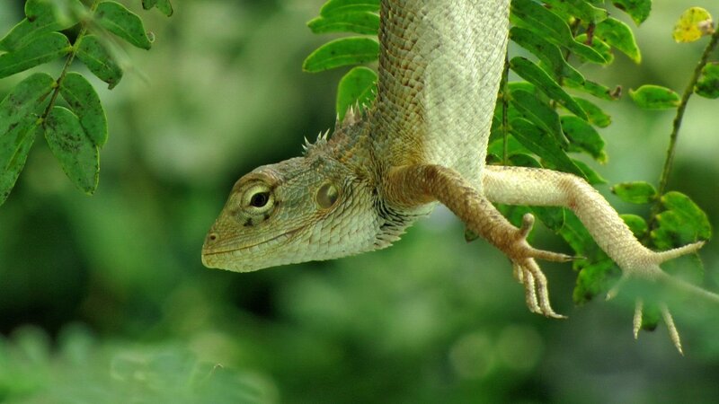 Green Lizard on Branch — Natural, Photograph