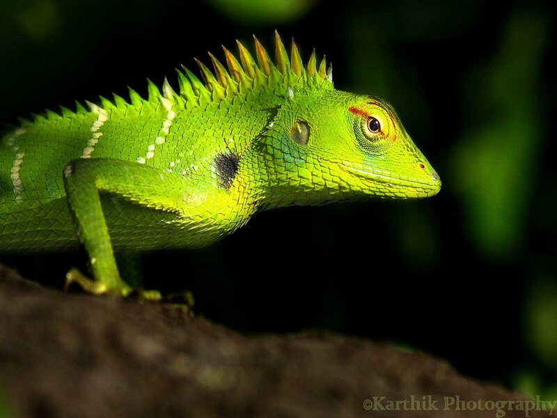 Green Lizard on Branch — Natural