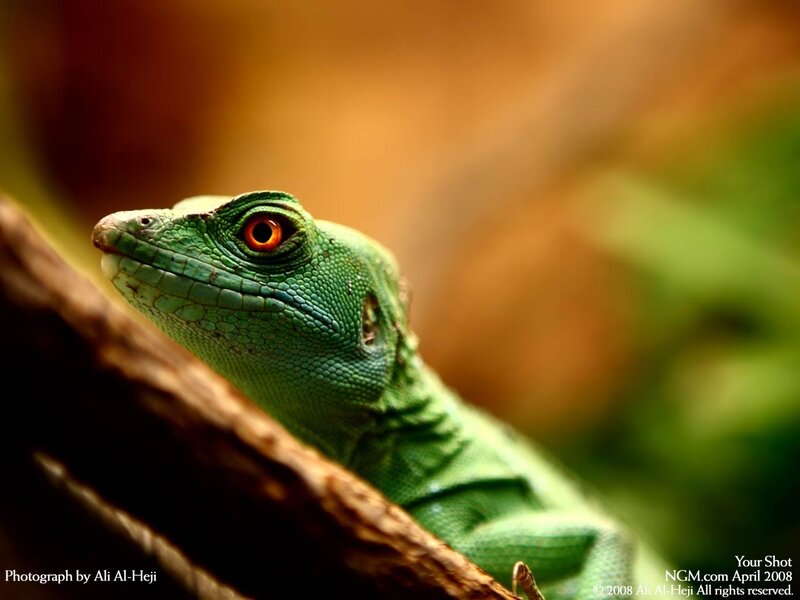 green lizard on branch