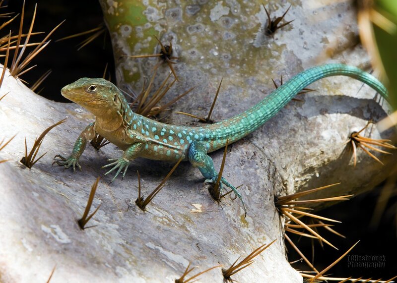 Green Lizard on Cactus
